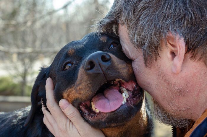 Rottweiler Bas, de trouwe viervoeter